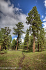 Yes, we are still in Arizona! Paseo del Lobo Section 31 (Photo by N. Renn)