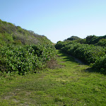 Grassy track near Maroubra Bay (18288)