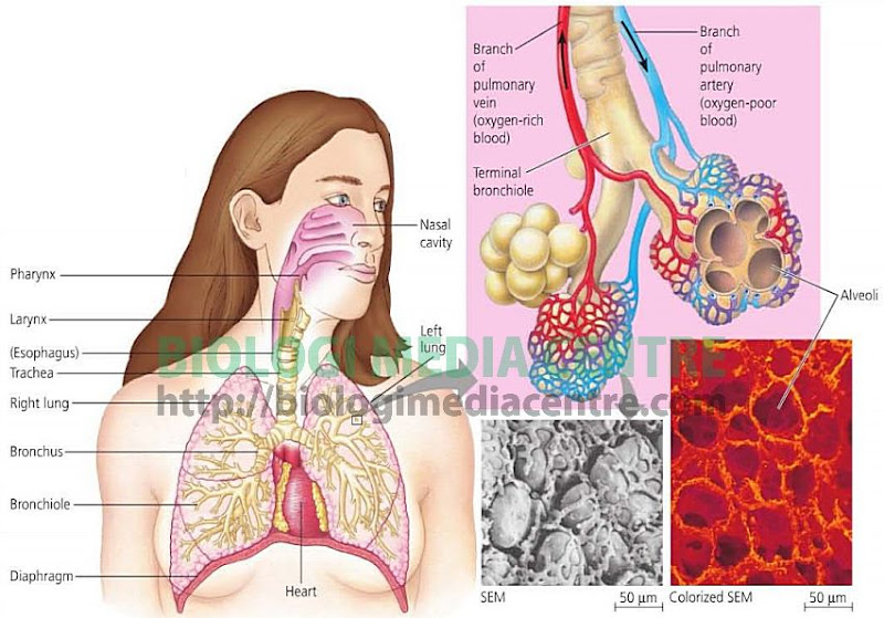 respirasi6 Sistem Respirasi (3) : Respirasi pada Manusia
