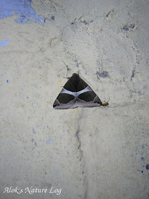 Erebidae, Erebinae, Poaphilini, Dysgonia sp