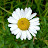 Janis Hughes avatar image