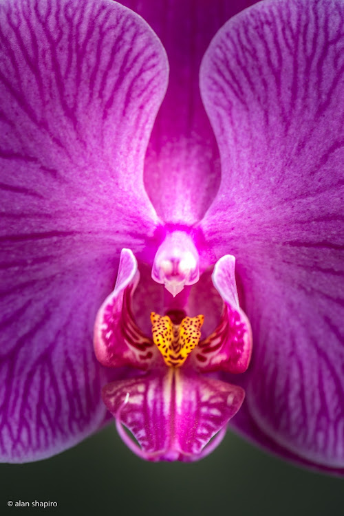 posted image