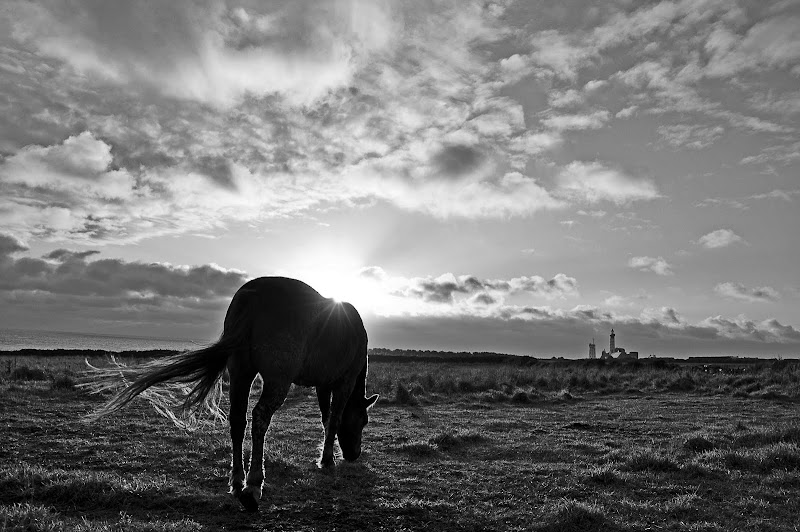 Wild horses DSC_0608dftghrzeh