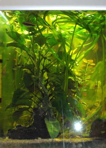 Anubia planté ou attaché ? 13