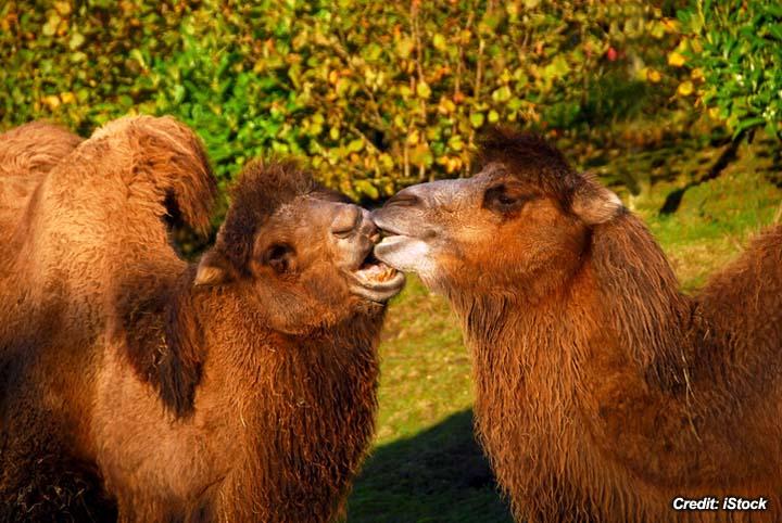 Wounds in Bactrian Camels.jpg