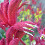 Kangaroo Paw (342889)