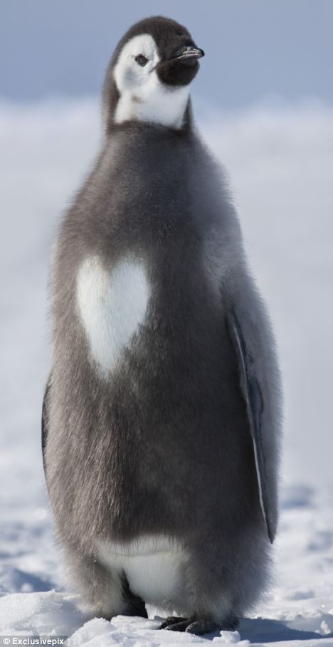 Penguin With A Heart Shaped