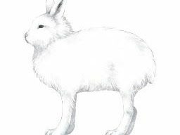[最も選択された] ほっきょくうさぎ 149101-ホッキョクウサギ 足