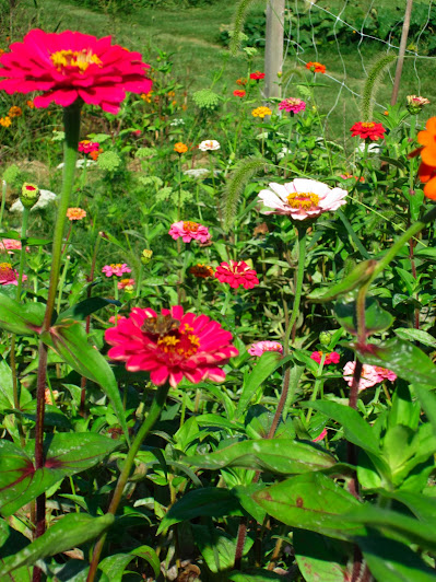 flowers