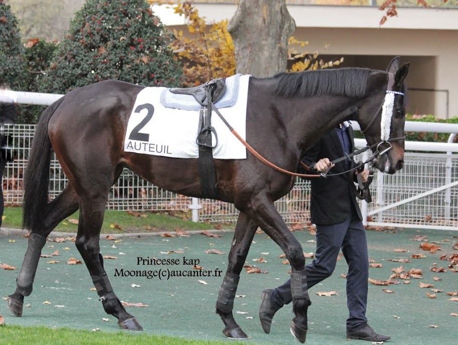 Photos Auteuil 23-11-2014  - Page 2 IMG_6260