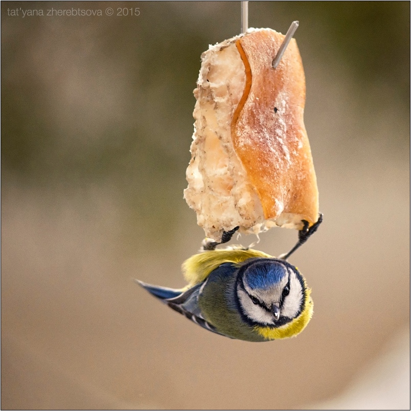 wildlife.crimea.ua