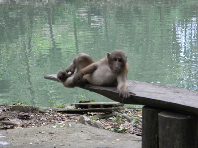 NUEVE: Chiang Rai, escorpión Mae Sai, monkey cave, y hot springs - TAILANDIA A LAOS POR EL MEKONG Y LA ISLA ELEFANTE (7)