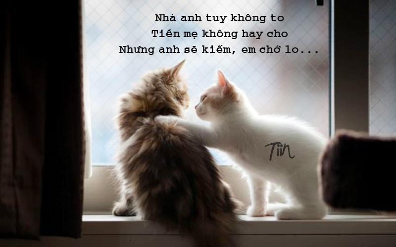 Hình ảnh vui về Mèo bá đạo, hài hước nhất Ảnh vui tình yêu của mèo