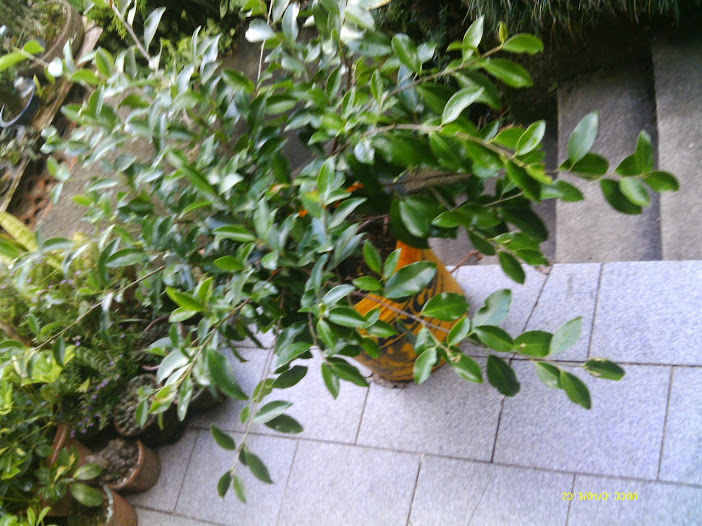 Outro  Ficus Microcarpa... IMAG0254