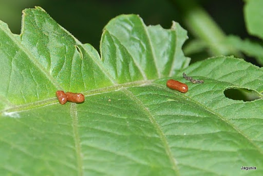 Zobacz Watek Datura Szkodniki