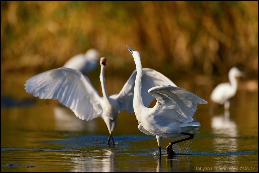 wildlife.crimea.ua