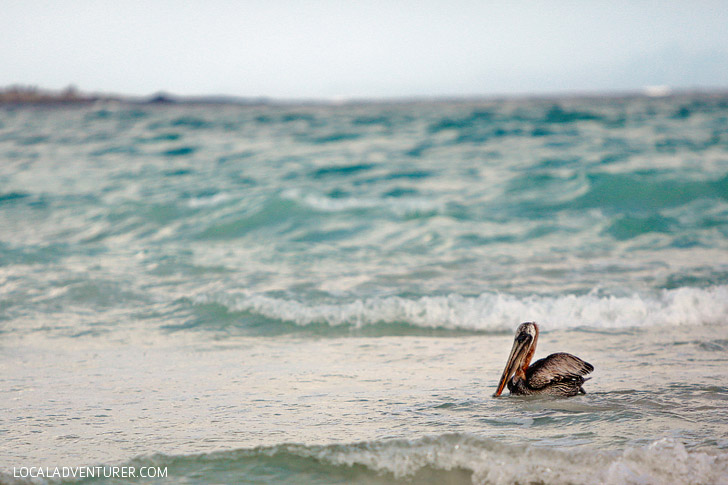 Brown Pelican - Galapagos Birds.