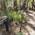 Sign on first bend on the Kanning Walk (233355)