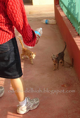 cats of Delhi