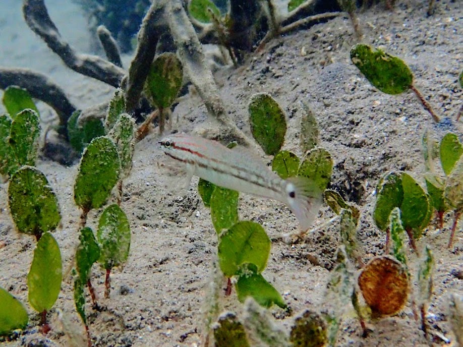 Amblygobius buanensis (Buan Goby), Chindonan Island, Palawan. Philippines.