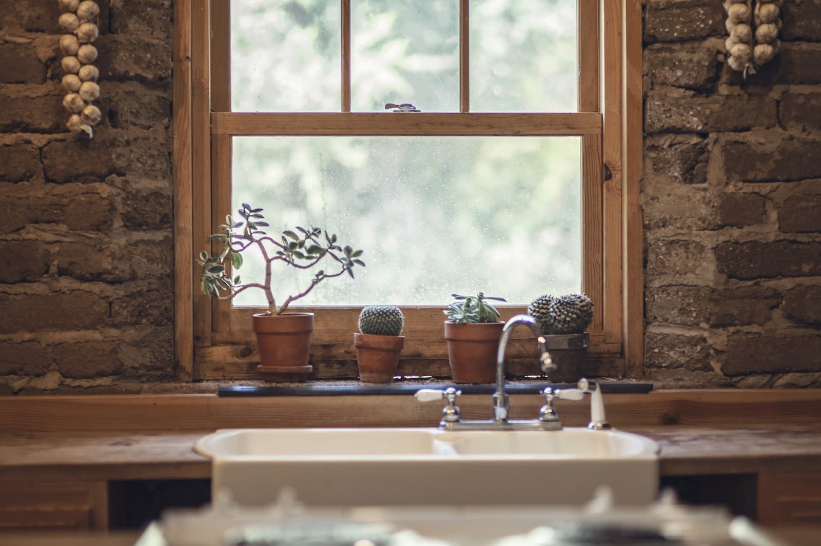 Succulents on window sill