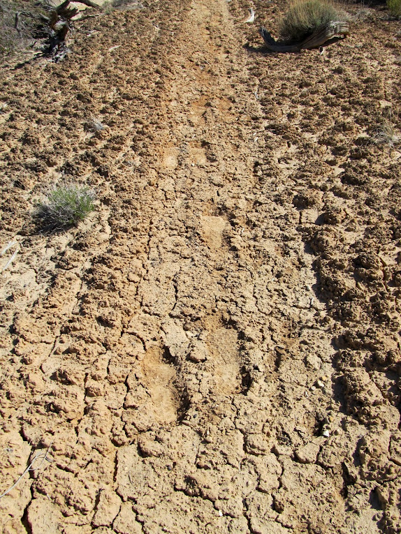 The footprints I'd seen earlier reappeared here.  They must have followed the canyon up instead of the trail.