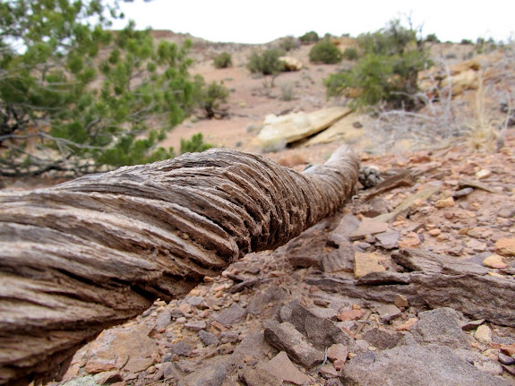 Twisted pinyon pine root