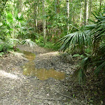 Cabage Palms on trail beside Ourimbah Creek (369190)