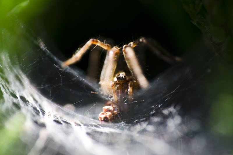 l'araignée étrange et sa toile... 20110828_01_arachnide_DSC4915