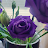 Lisa Esmond avatar image