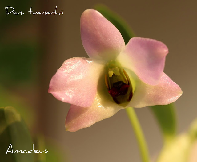Dendrobium tuananhii IMG_0609