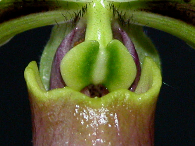 Paphiopedilum bullenianum - amabile - bundtii - celebesense - johorense - tortipetalum - amboinense - ceramense DSCN0018-1
