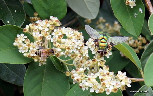 monster fly