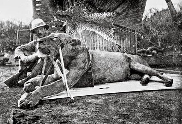 John Henry Patterson ao lado do primeiro leão capturado