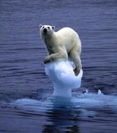 Polar bear with no ice