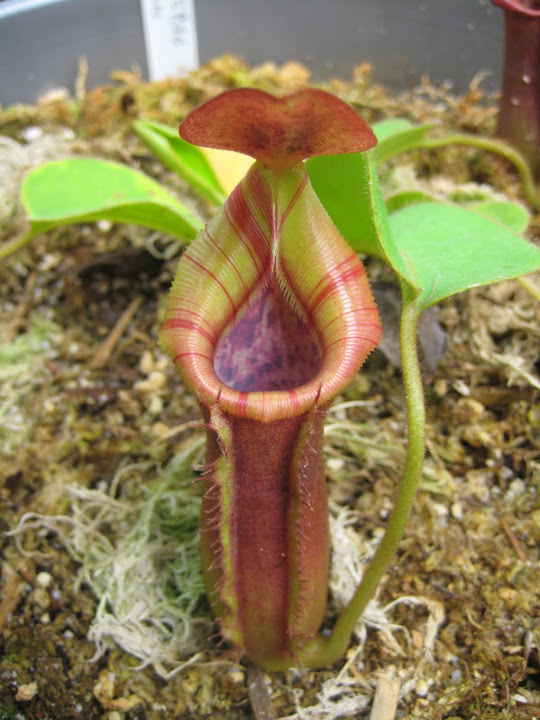 Nepenthes 2012 IMG_1547