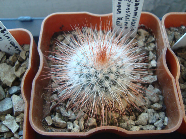 мой райский сад:) - Страница 8 Mammillaria%2520spinossissima%2520Super%2520Red