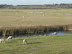 Sheep on the marshes