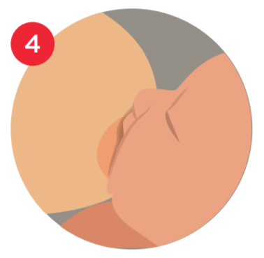 Les bases de l'allaitement maternel
