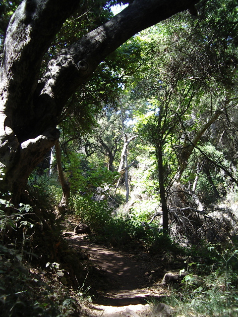 big oaks along the trail