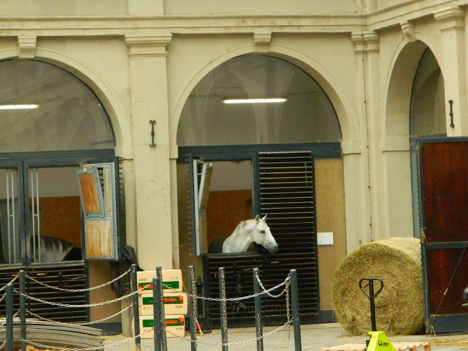 Vienna Lipizzaner stallions on break!