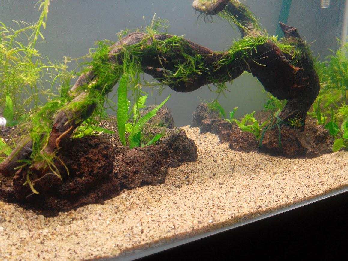 200l aquascaping IMG_20131202_191144