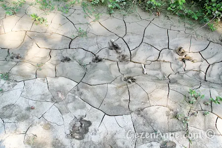 Malyas Kanyonu kenarındaki hayvan ayak izleri