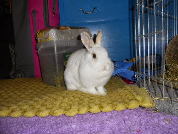 Mirana, lapine blanche-[adoptée] Mirana4-70b82