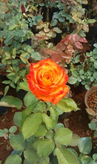 Chuyên bán các loại hoa hồng leo, hồng đứng đủ màu, cây hương thảo, hoa lạ đẹp - 16