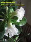 Цветоводство как болезнь. Анамнез. - Страница 5 DOUBLE_BLOOMING_WHITE_05%252C11%252C2012_01