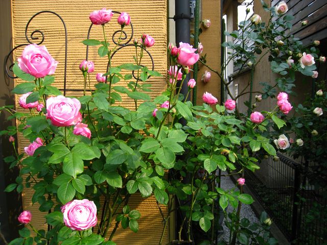 Hồng ngoại Miyako rose trồng tại Nhật Bản