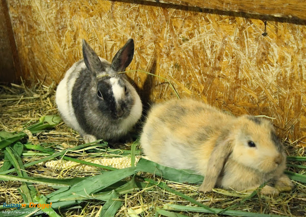 Tuchlino Park Egzotycznych Zwierzaków - króliczki