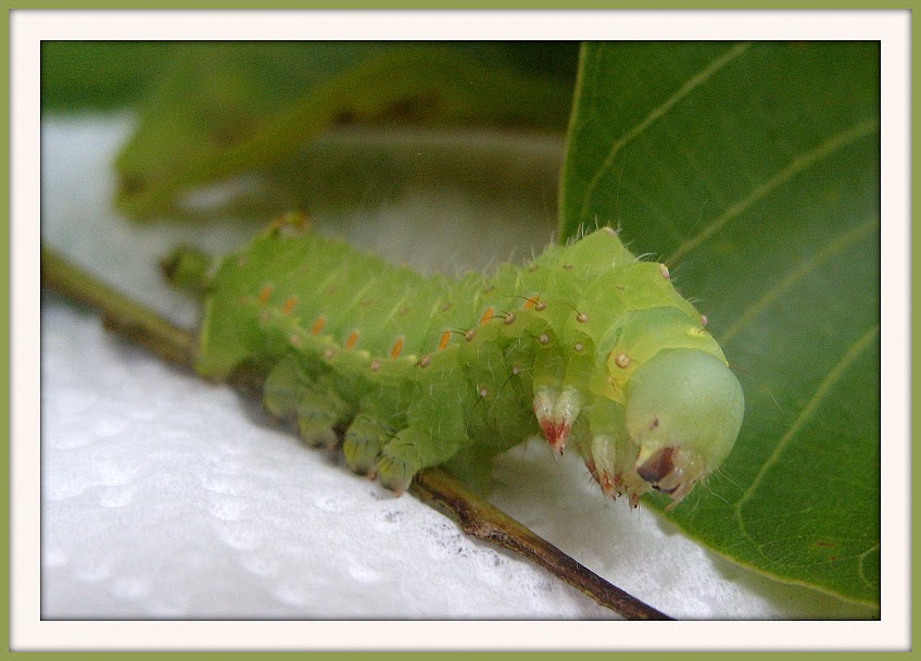 Actias luna S1053449