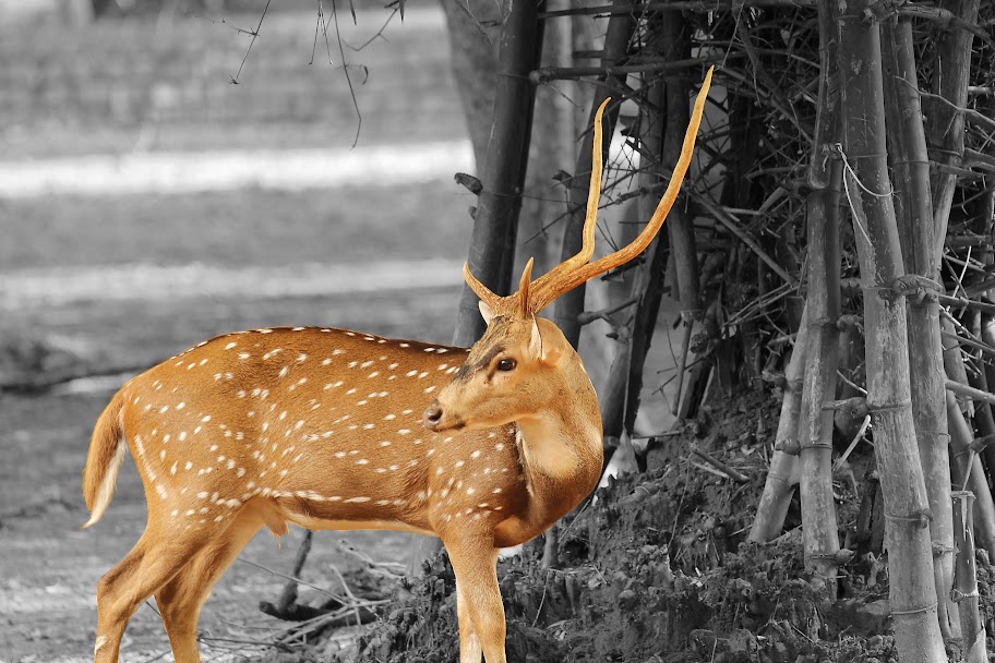 Vandalur Zoo - Chital (Spotted Deer)